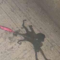 珍しいカミナリイカ