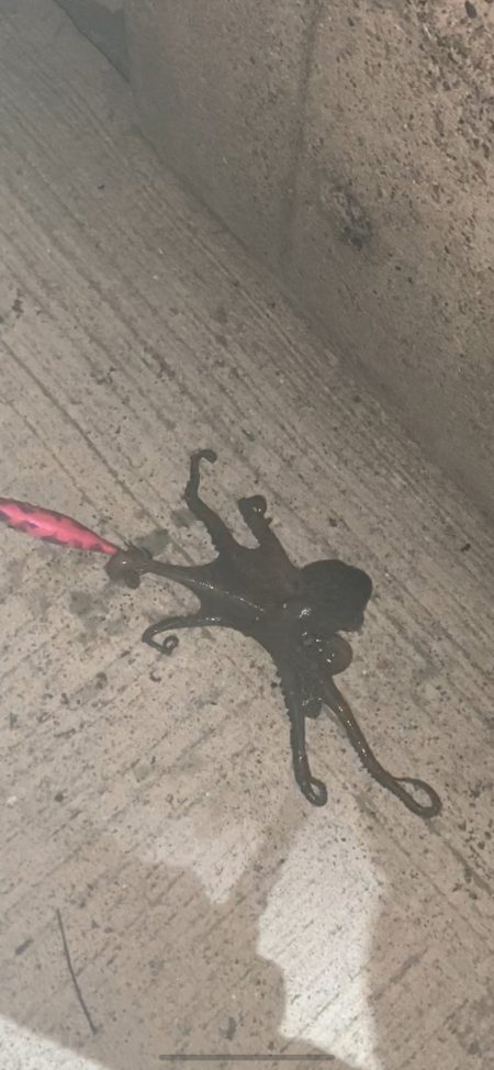 珍しいカミナリイカ