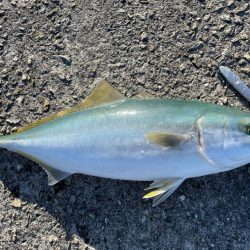 相変わらずの、