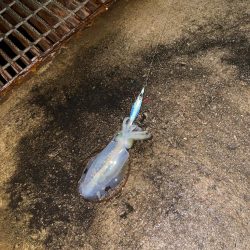 おNewのタックル