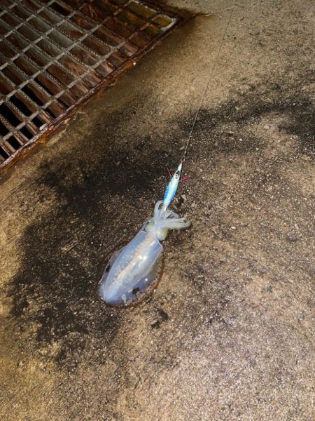 おNewのタックル