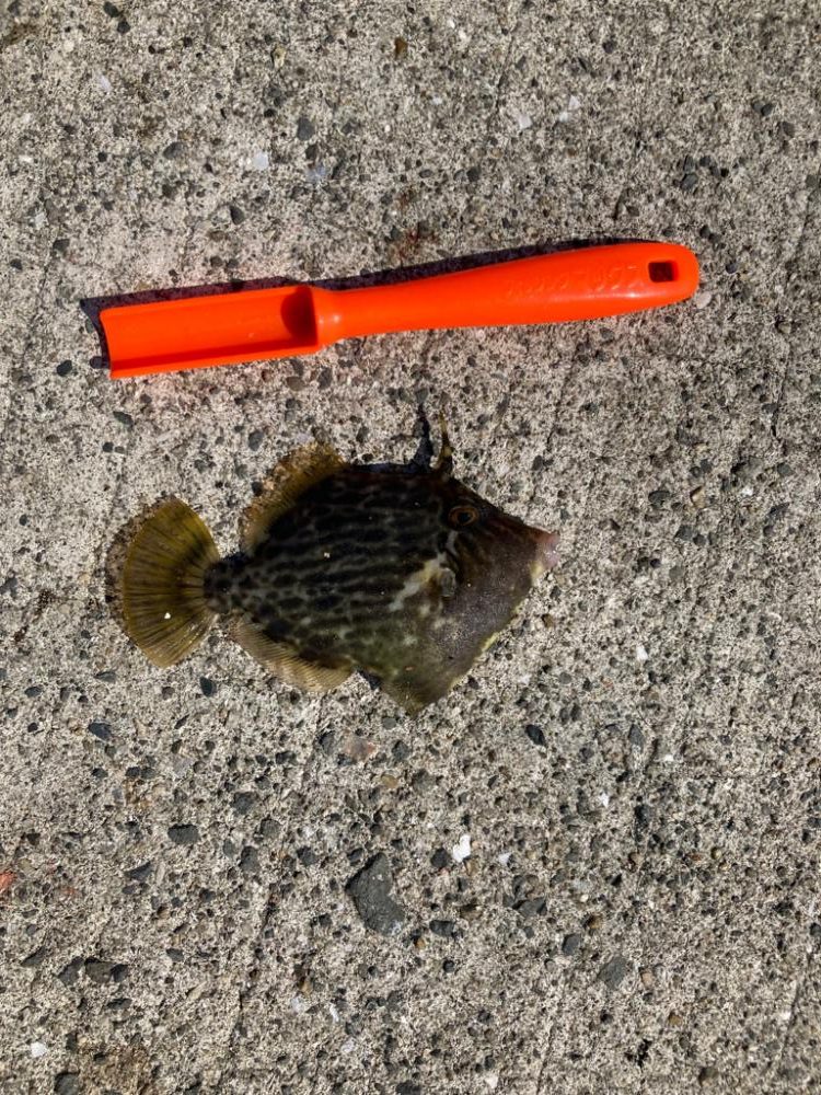 青物狙うも・・・