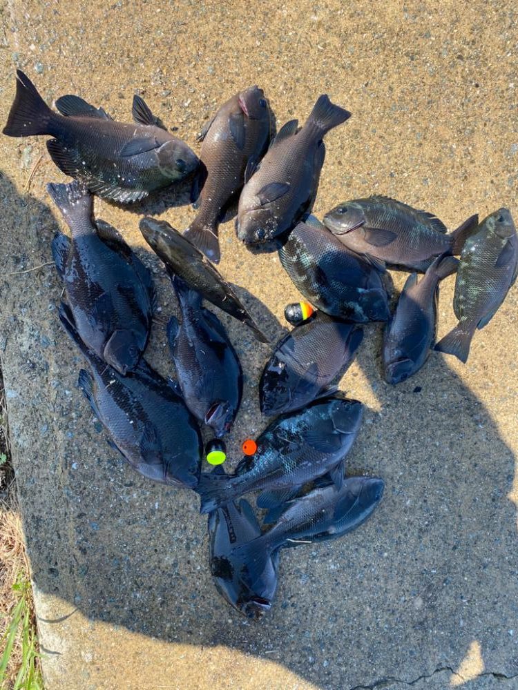 大阪湾グレ釣り