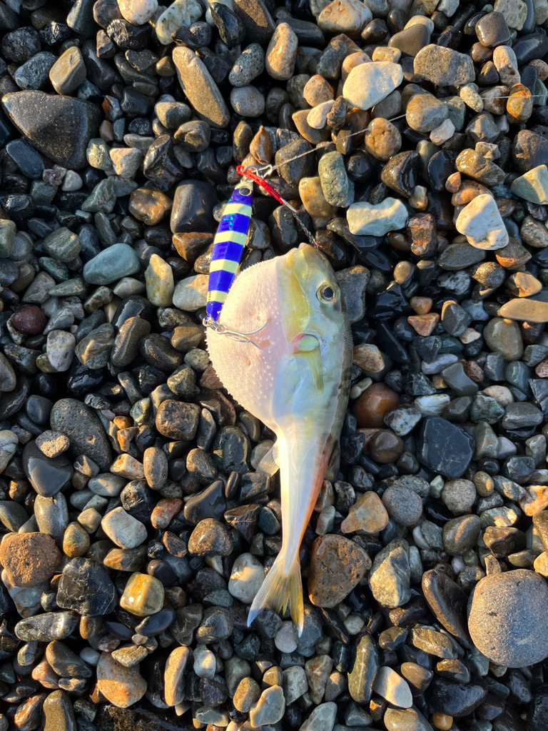 青物はいずこへ