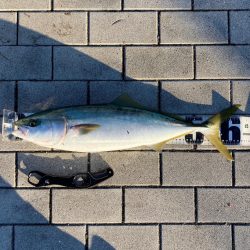 昨日はバラし。今朝はメジロ64cmリベンジ。。