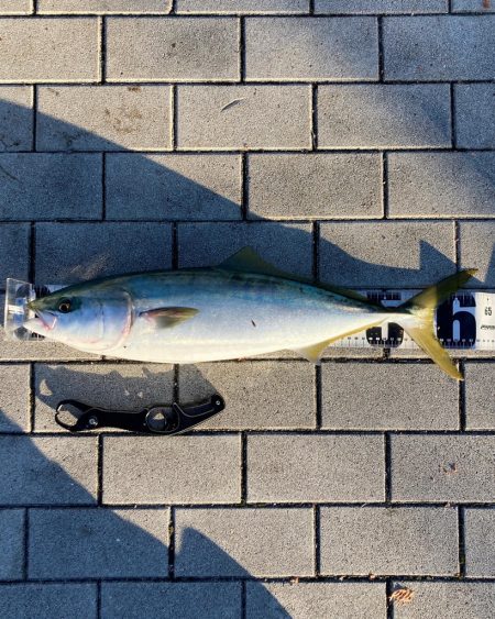 昨日はバラし。今朝はメジロ64cmリベンジ。。