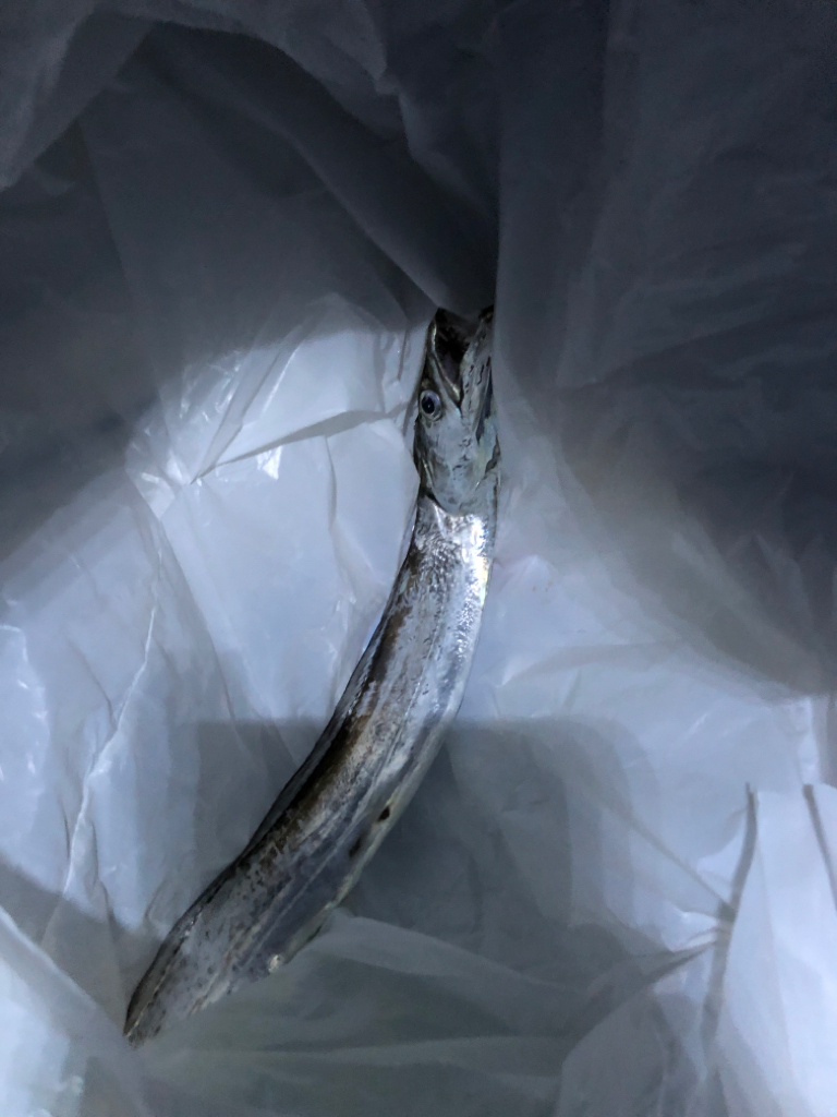 淡路の初秋のタチウオの引き堪能しました！