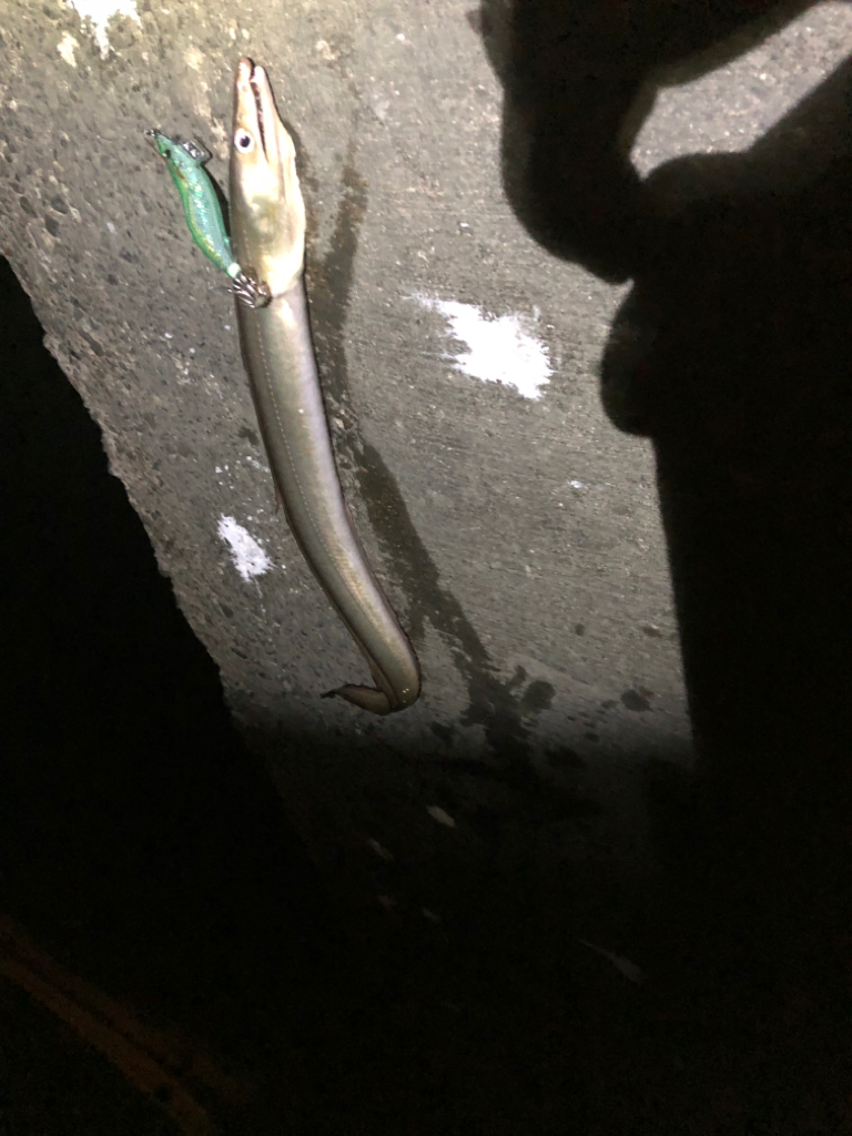 【若狭エリア】ランガン