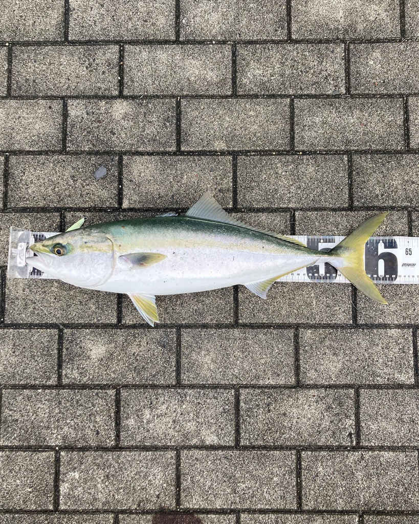 がら空き湾奥コスモ潮ユルユル。ギリメジロ２本。。