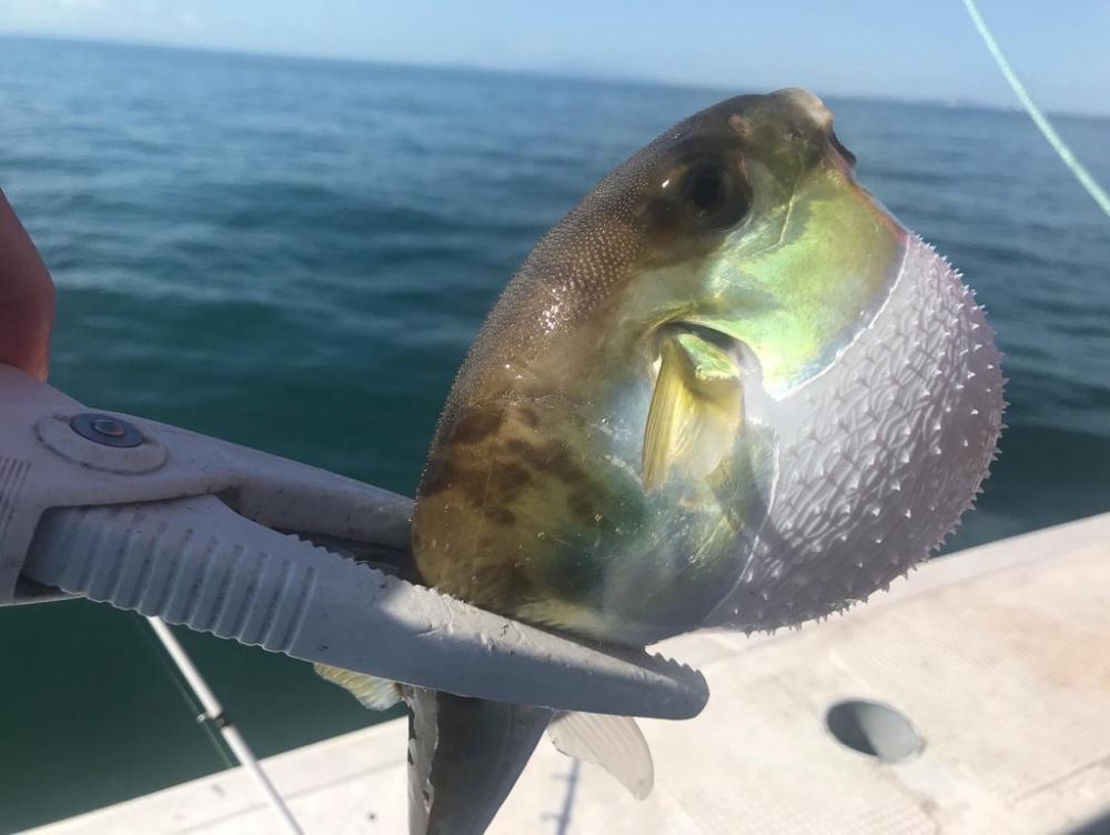 ショウサイフグ