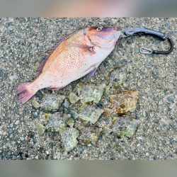 ボートジギング