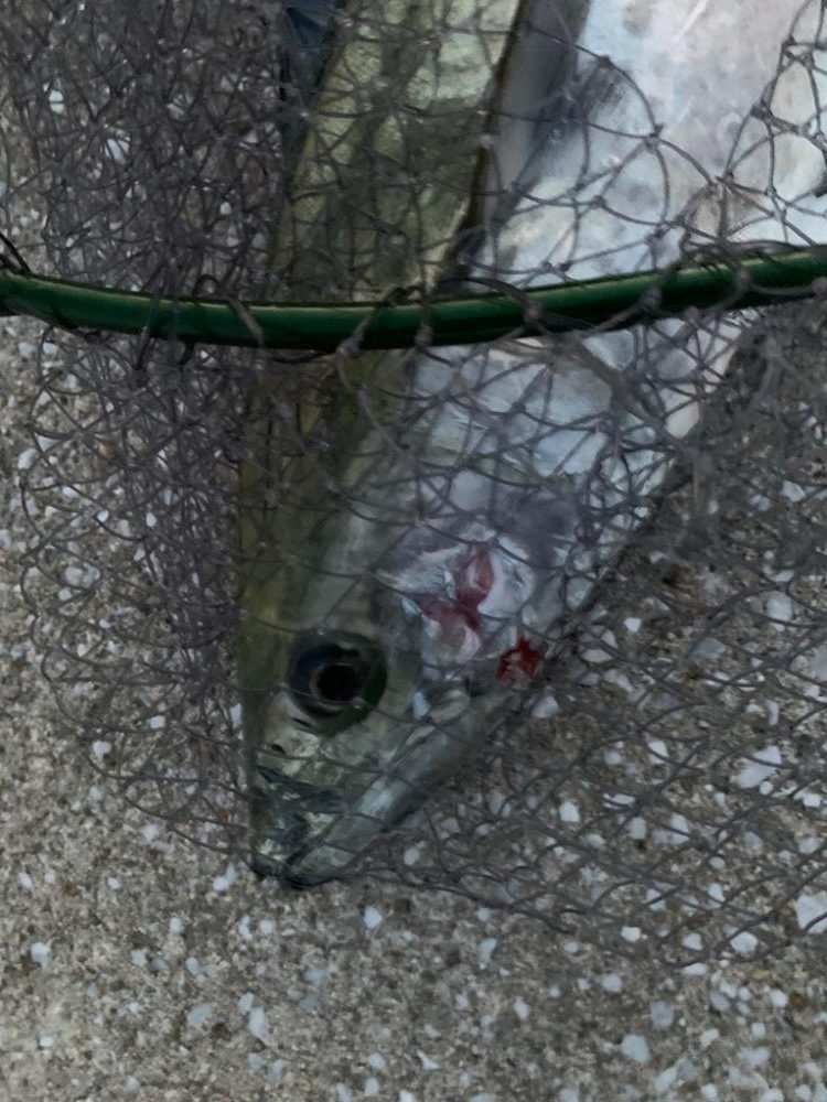 今週も、今期初物サワラ!