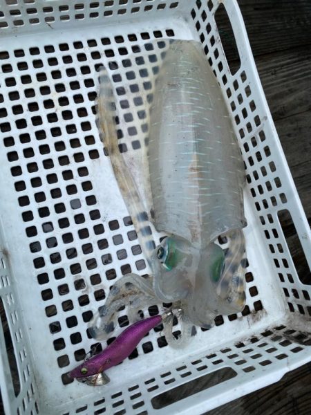 三重でティップラン