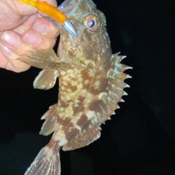 苦潮それとも・・・