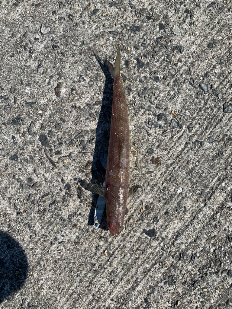 ショアジギング