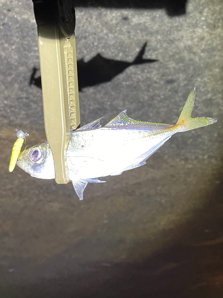 逃げの…ジグ単deアジング