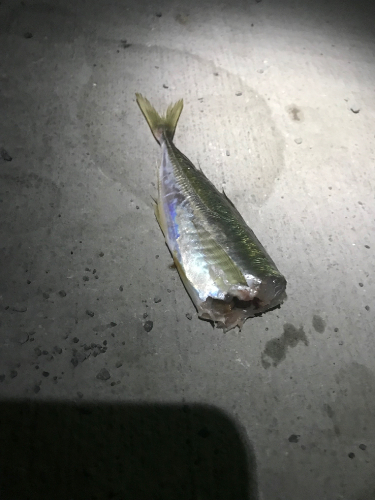 アオアオリーいかは裏切らない!