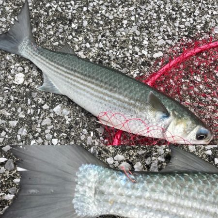 宇佐一文字フカセ釣り