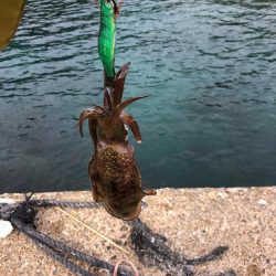 【伊根エリア】デイエギング