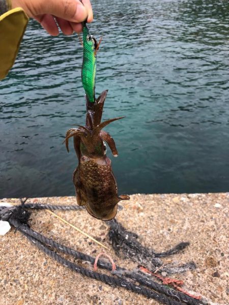 【伊根エリア】デイエギング