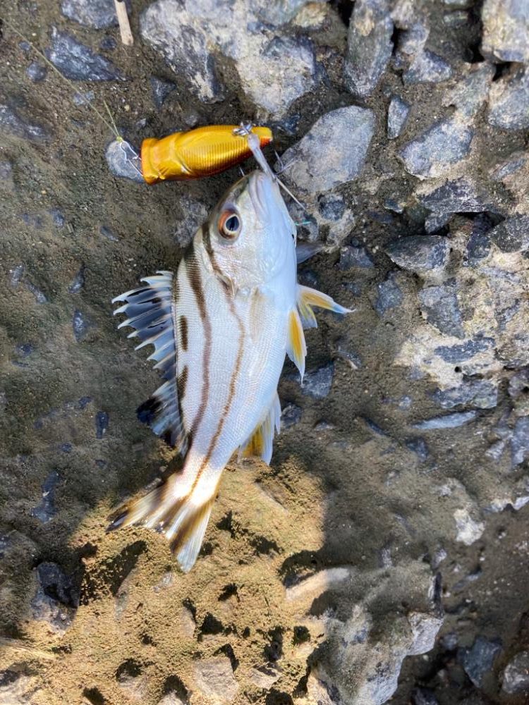 スーパーライトチニング