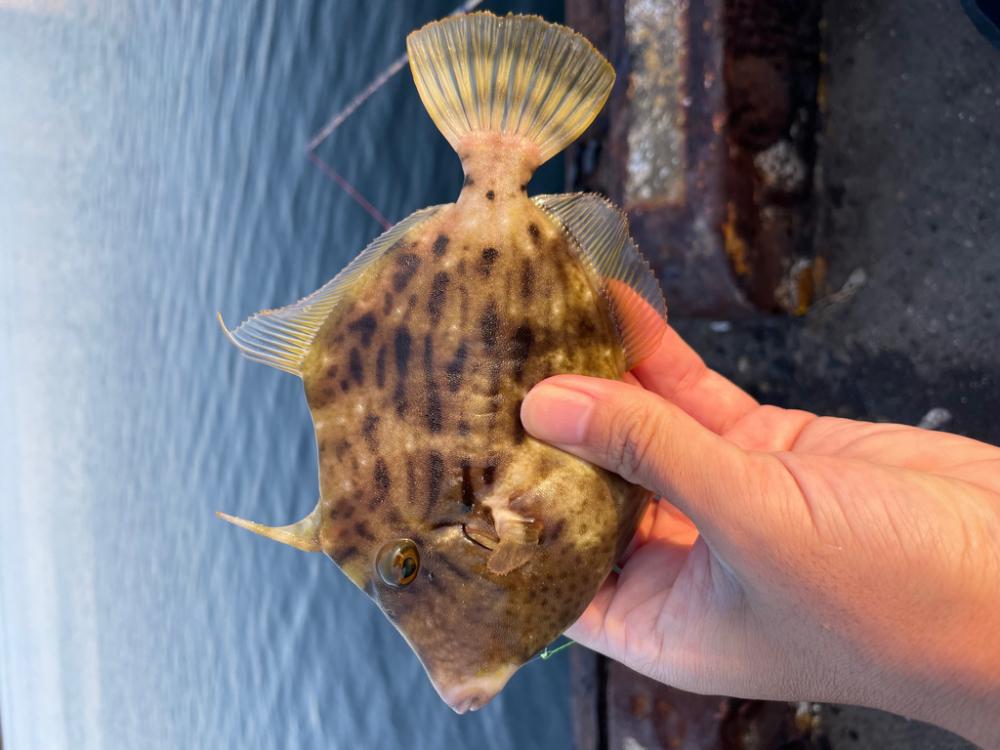 ハゲ釣り