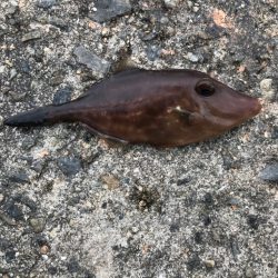 平磯海釣り公園