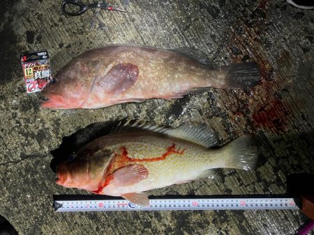 大型アコウ狙い