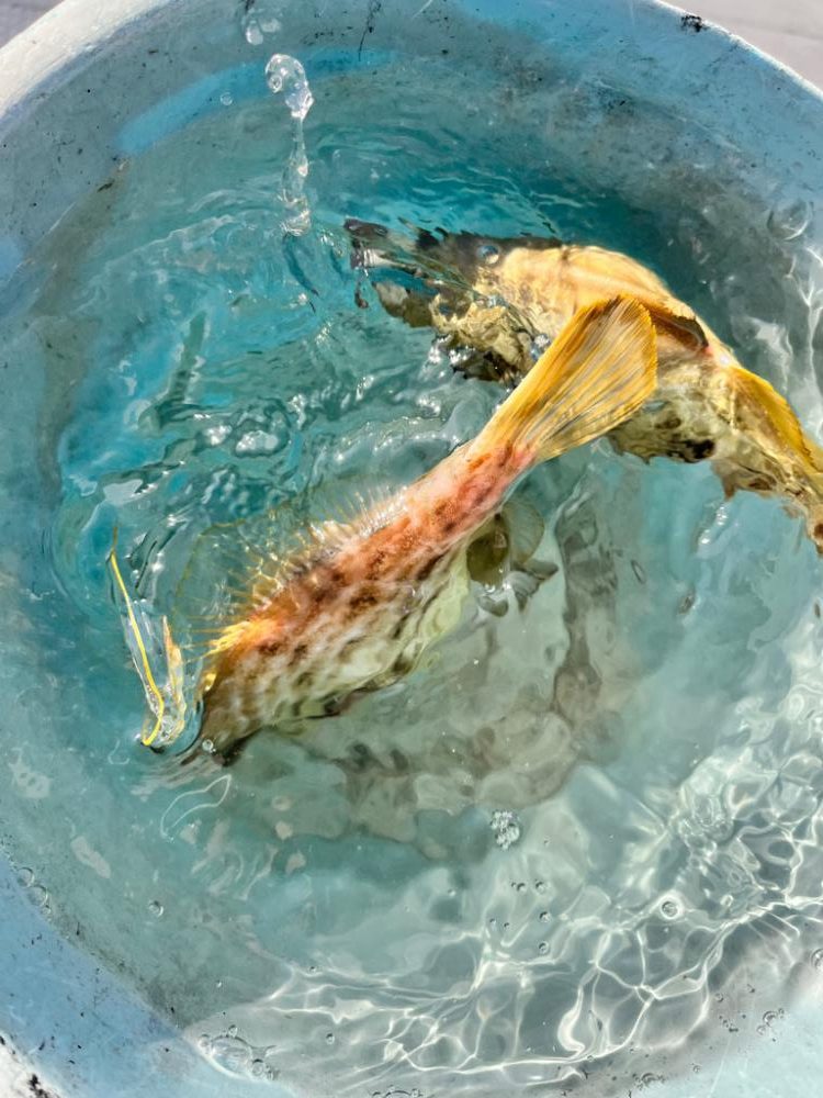 バラしてばかり、イカ、ハゲリレー