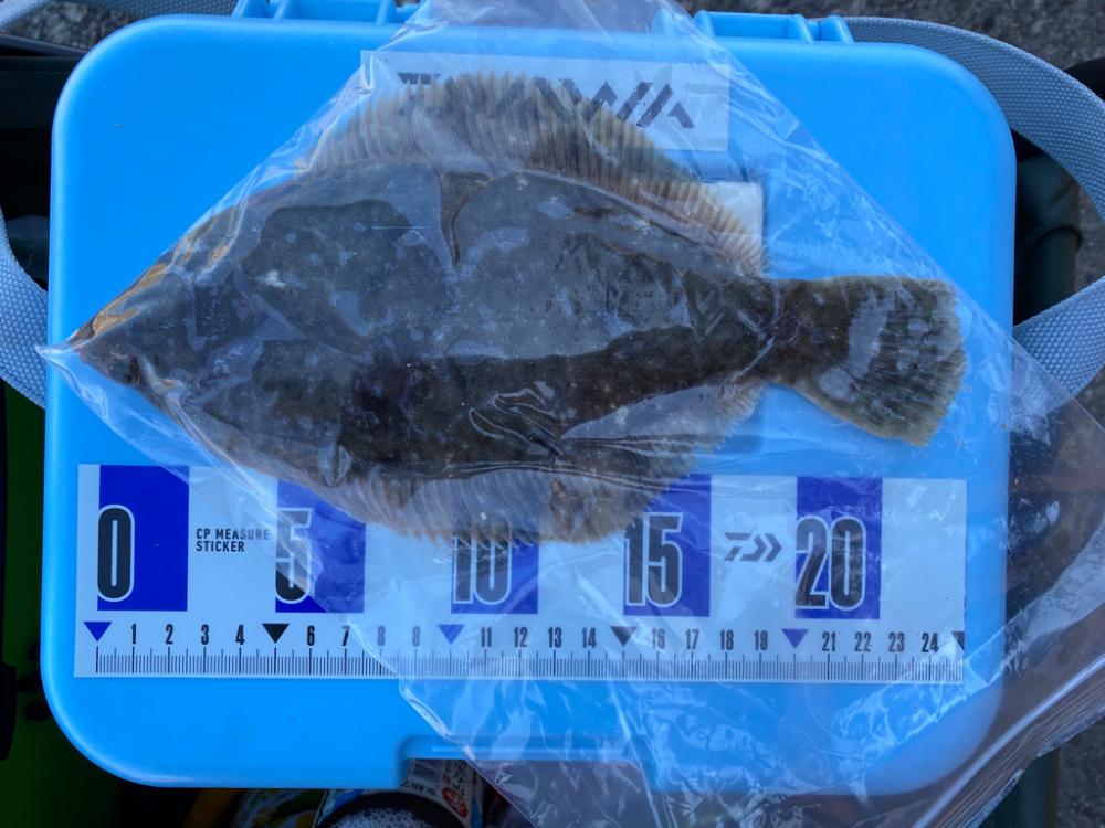 大阪最南端の落ちギス狙い