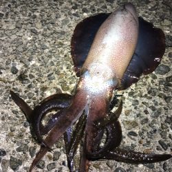 中々釣れません