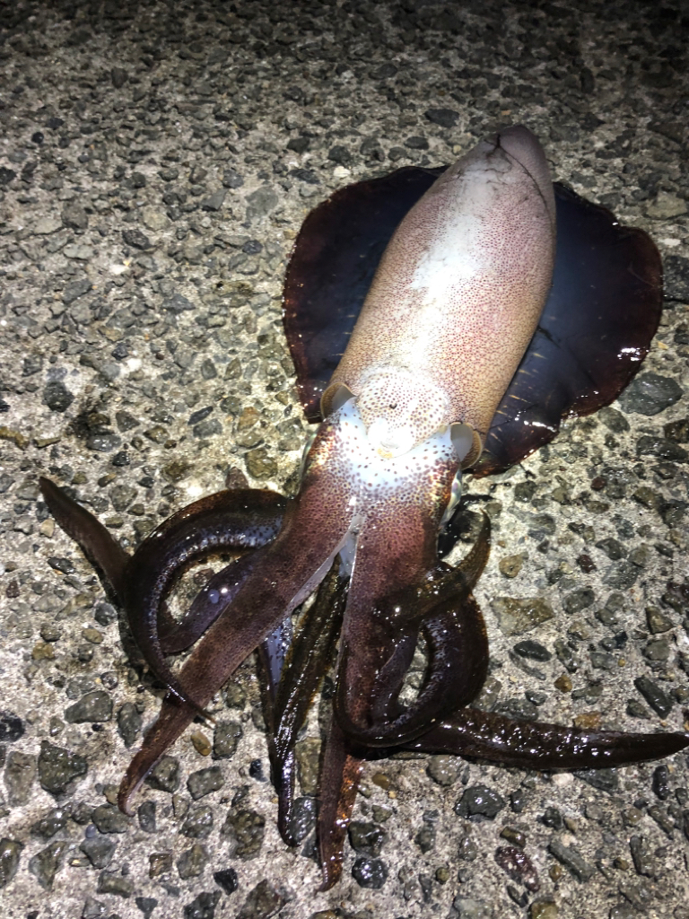 中々釣れません