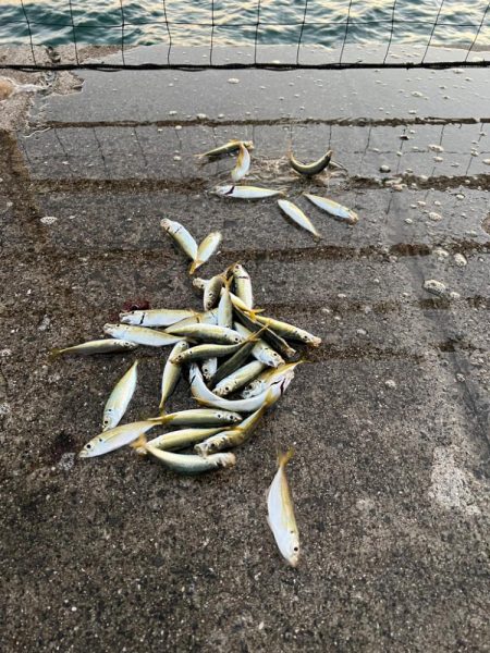 アジが復活！！