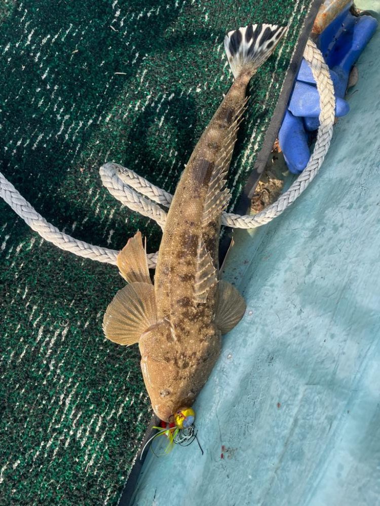 ナイスなイサキ