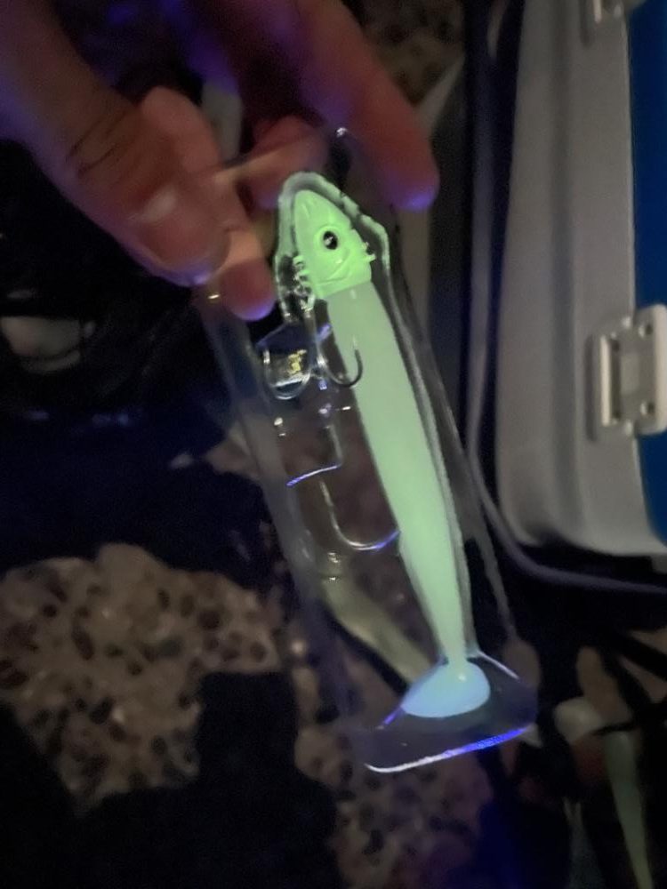 アオリイカを釣りに行きましたが・・・