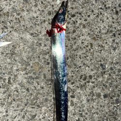 太刀魚釣りです。