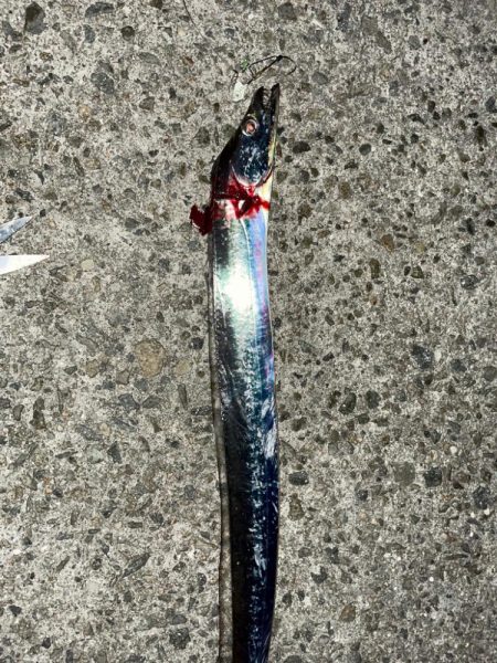 太刀魚釣りです。