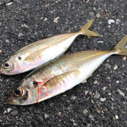 久しぶりの良型😆