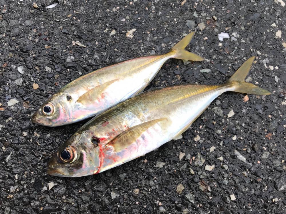 久しぶりの良型😆