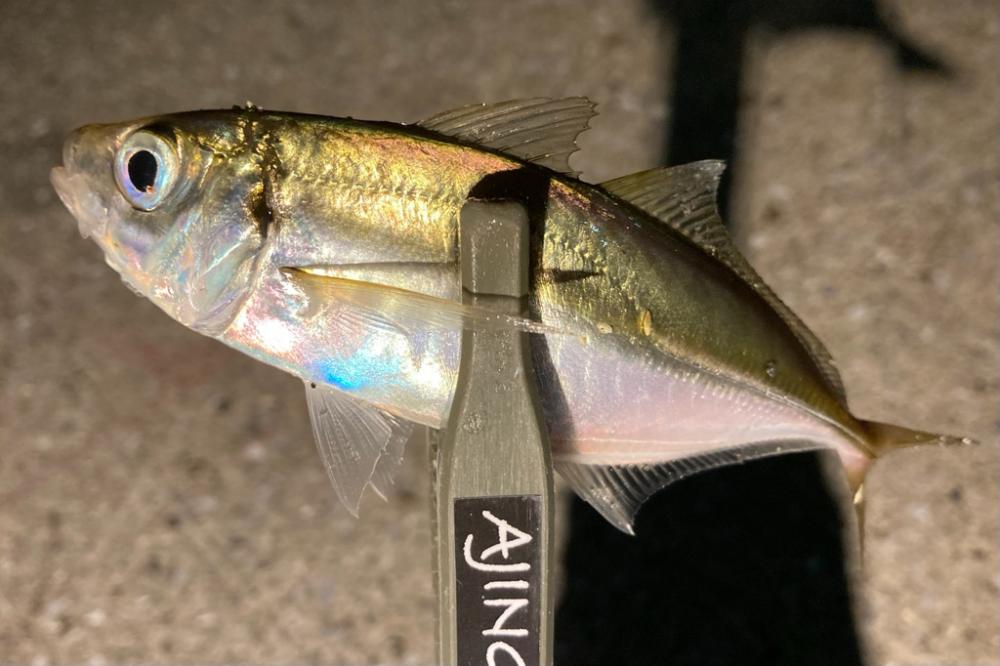 中アジはまだかいな〜!