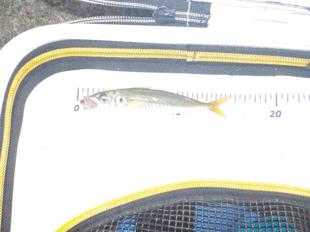 グレ釣りのはずが・・・