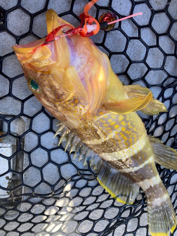 初のタイラバ&ライトジギング