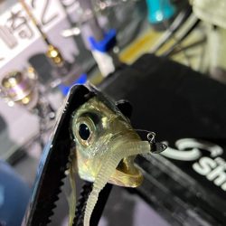 平戸バチコンアジング