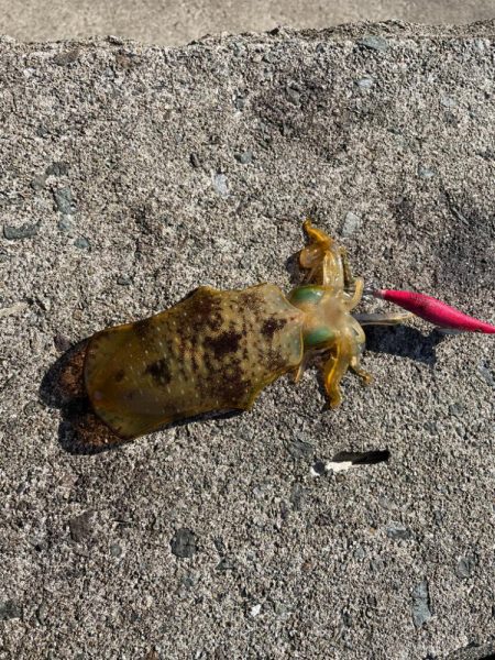 好調日本海エギング、数から型になりました