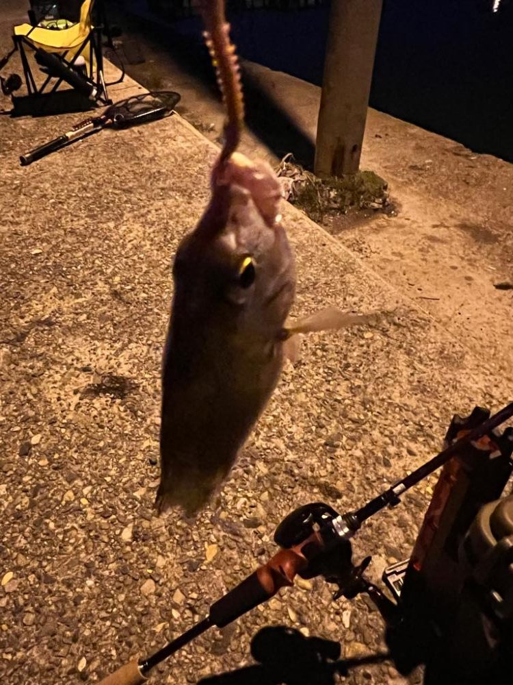 アジング？？？