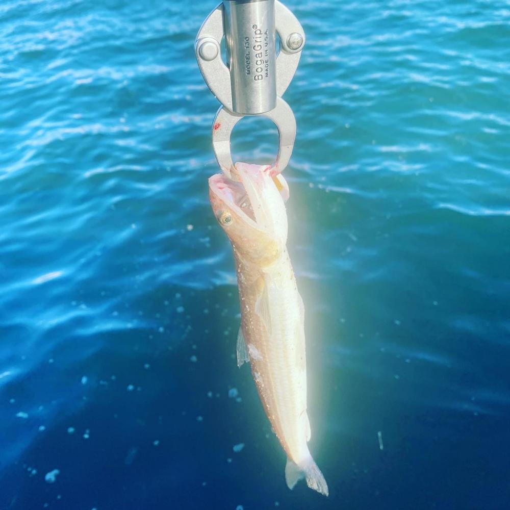 SWコスモ弍番隊〜ジャークな日々〜