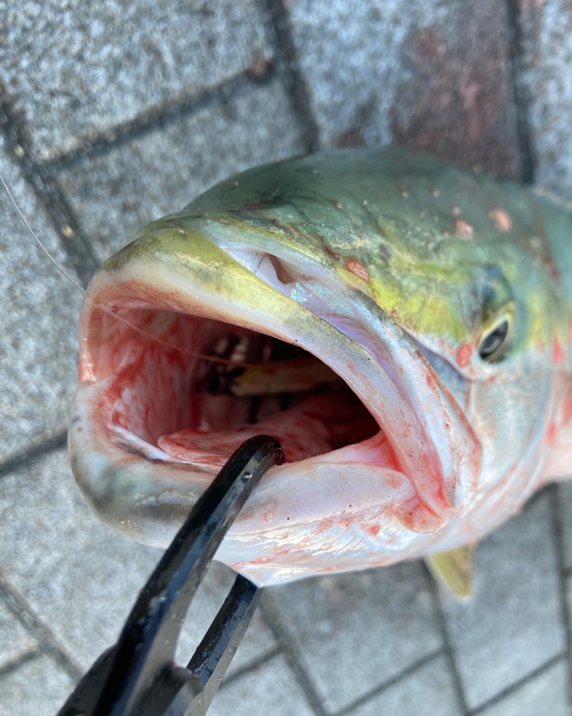 時合まにあわず。ギリメジロ65cm。。。