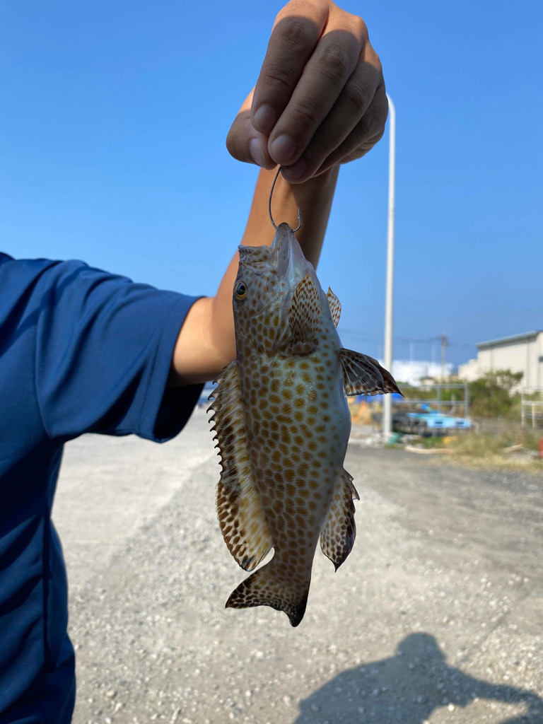 天草秋の根魚祭り