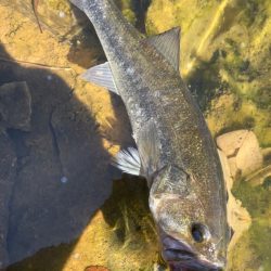 ビッグベイトの季節