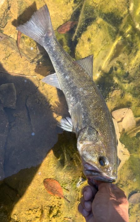 ビッグベイトの季節